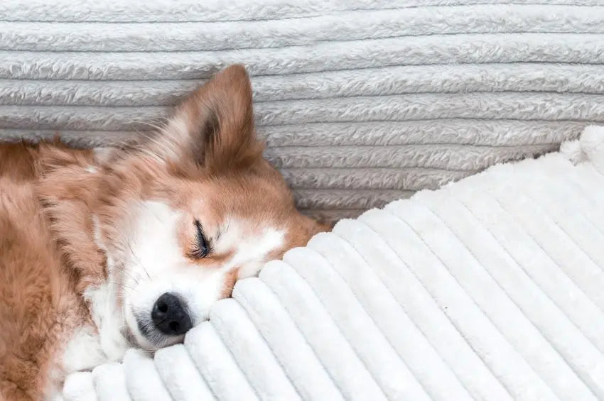 Cuáles son las razas de perros más perezosos y dormilones
