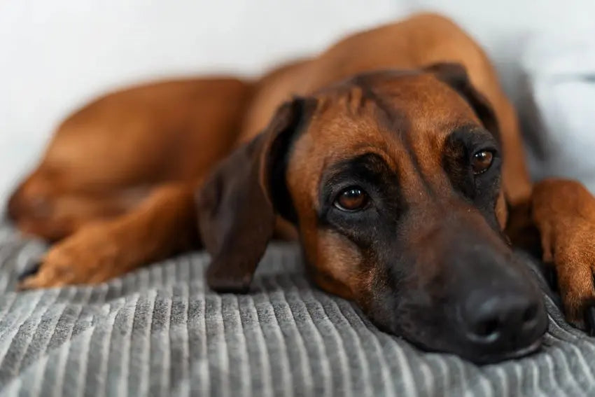 cama para perro grande