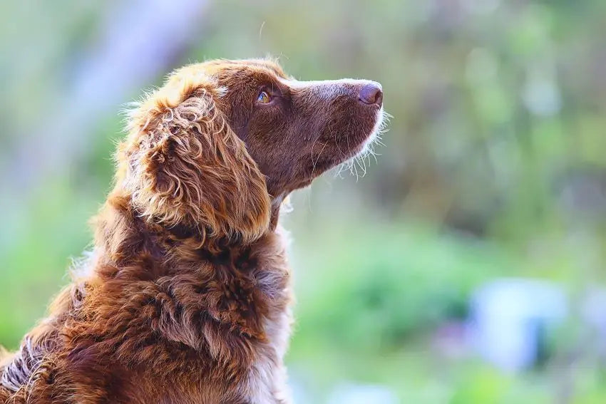 debe ser castrado un perro macho