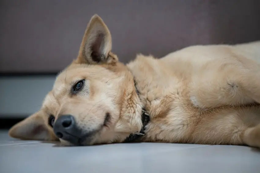 si sientes la columna vertebral de los perros