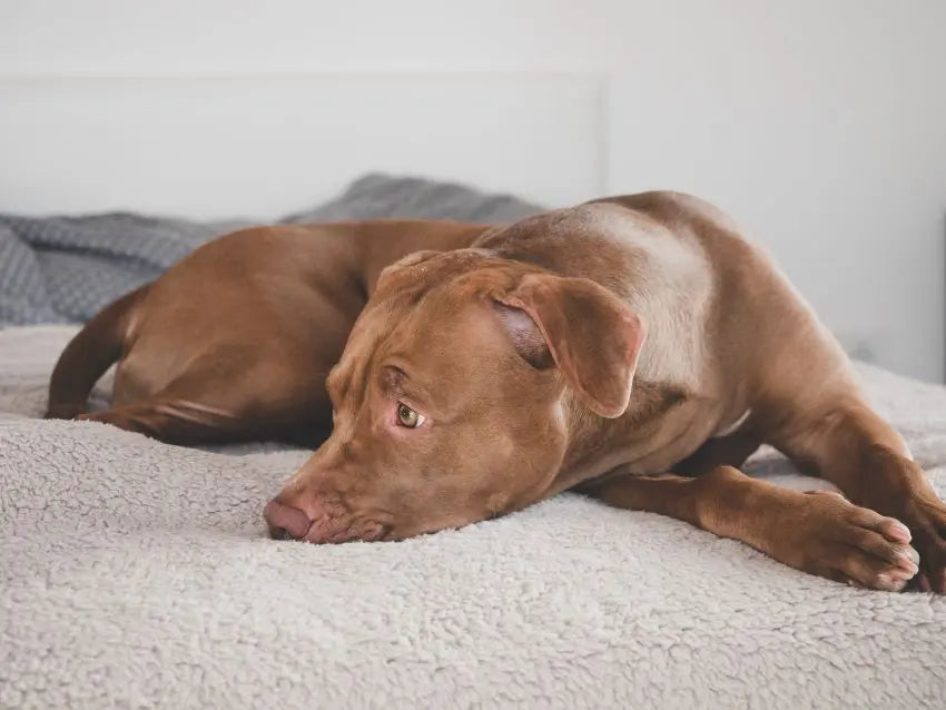 qué darle a un perro cuando vomita