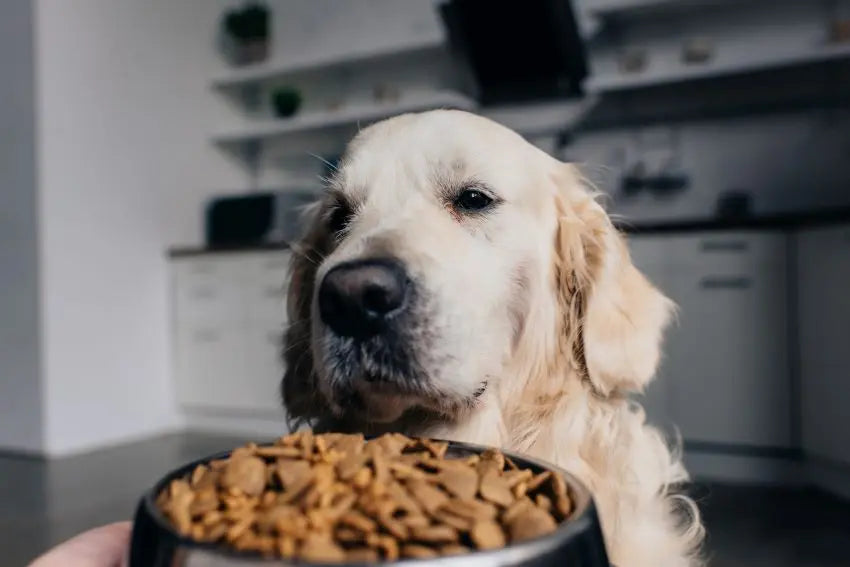 la vitamina c ayuda a los perros