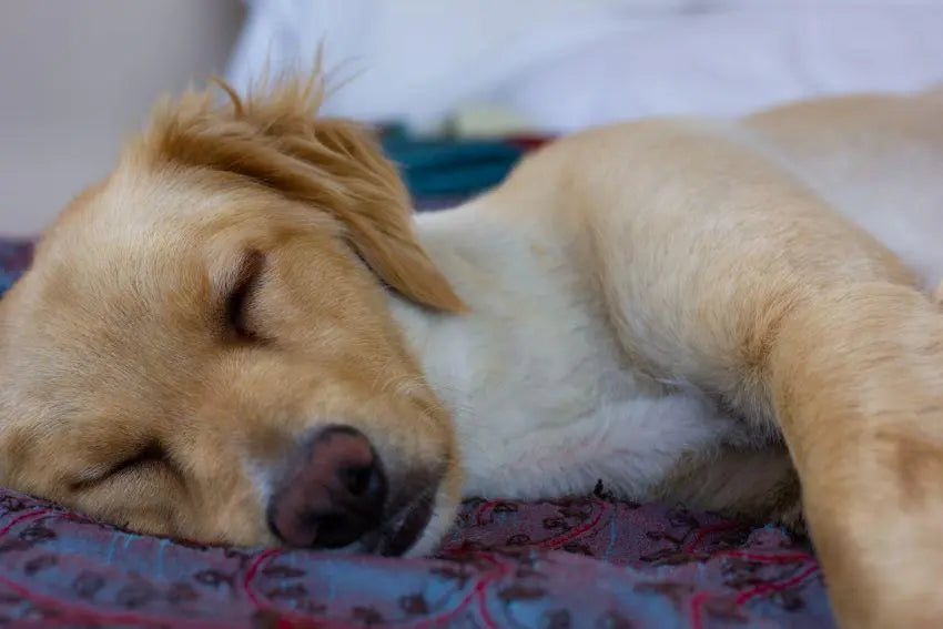 pueden los perros despertarse asustados