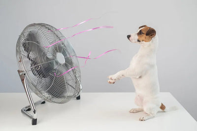 El calor extremo es un peligro real para tu perro