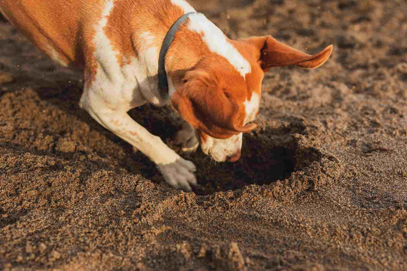 Razones por la que los perros comen tierra