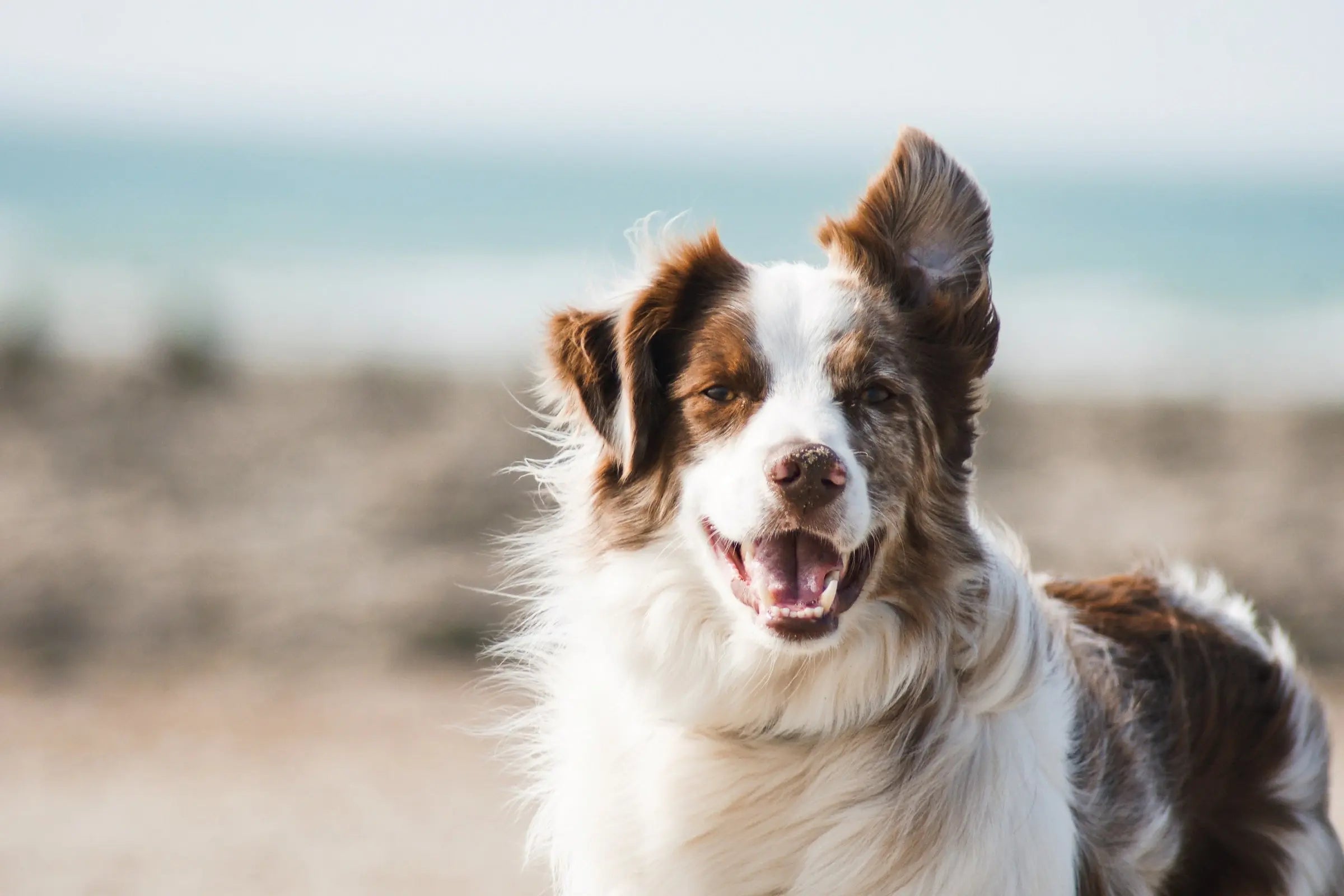 ¿Cuáles son las razas de perros más comunes en el mundo?