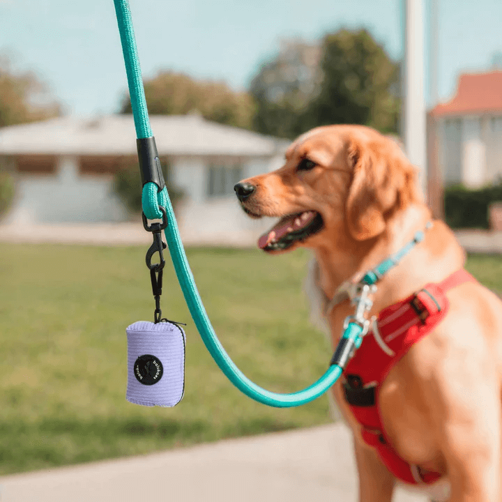 Pack balukavit + Porta Bolsas con un perro dorado en un paseo por el parque.