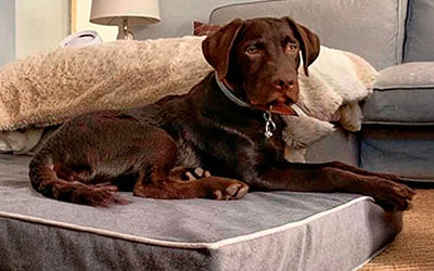 perro grande en cama viscoelástica para perros con su nombre bordado de baluka mascotas