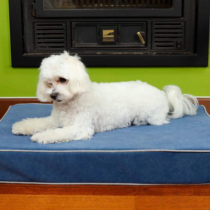 bichón maltés en cama viscoelástica para perros con su nombre bordado de baluka mascotas