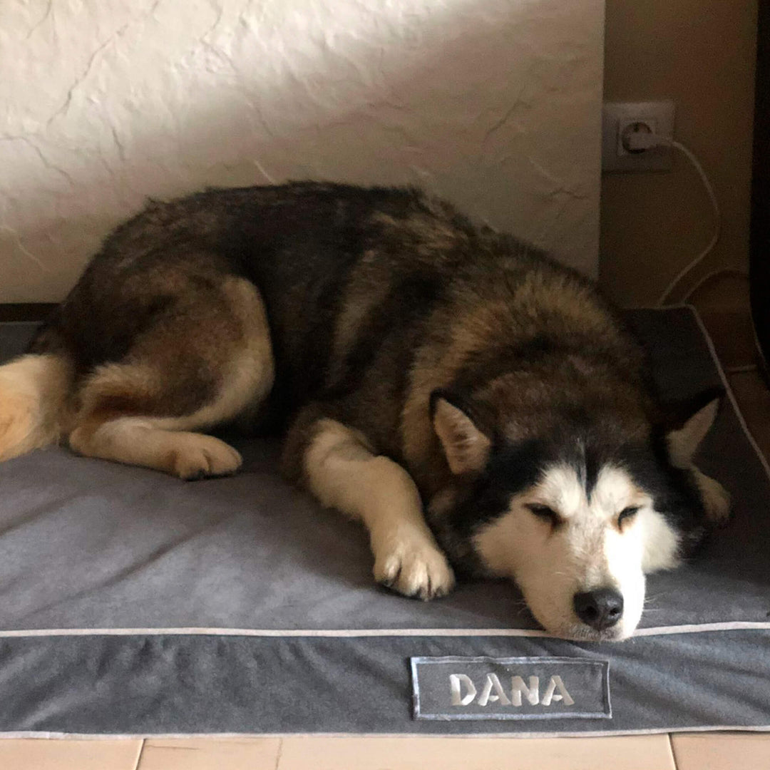husky en cama viscoelástica para perros con su nombre bordado