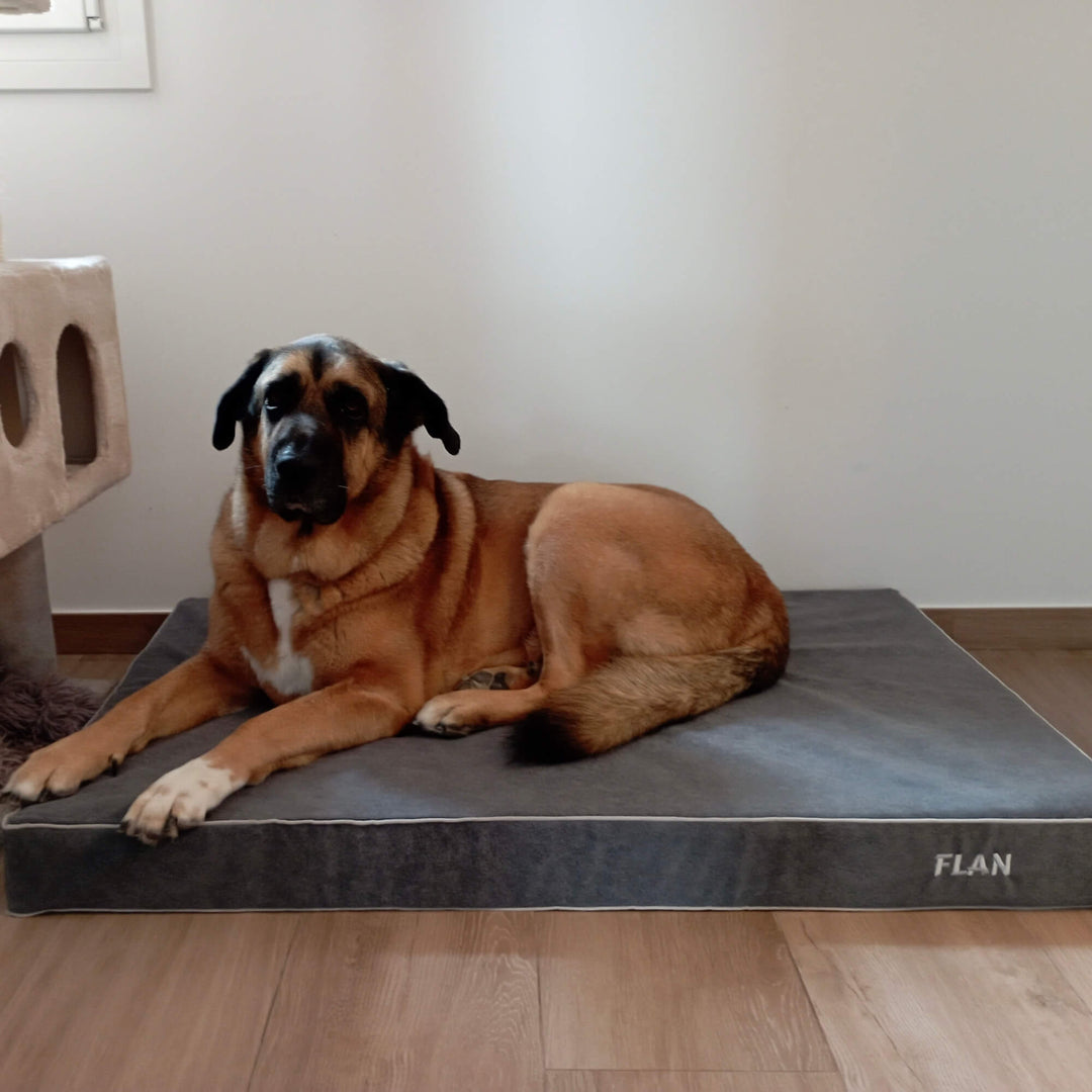 perro grande en cama viscoelástica para perros con su nombre bordado