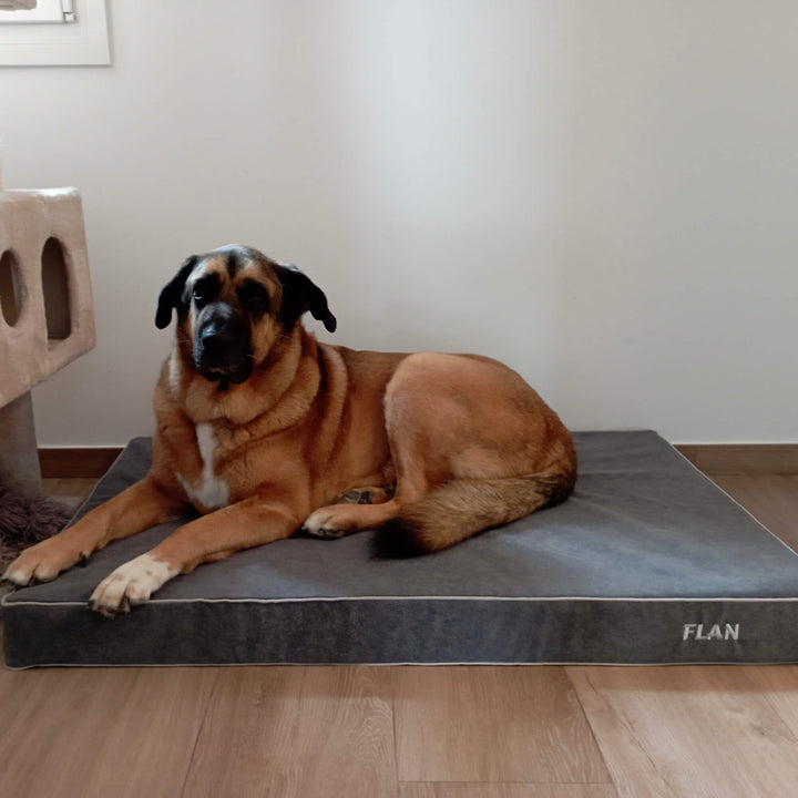 perro grande en cama viscoelástica para perros con su nombre bordado