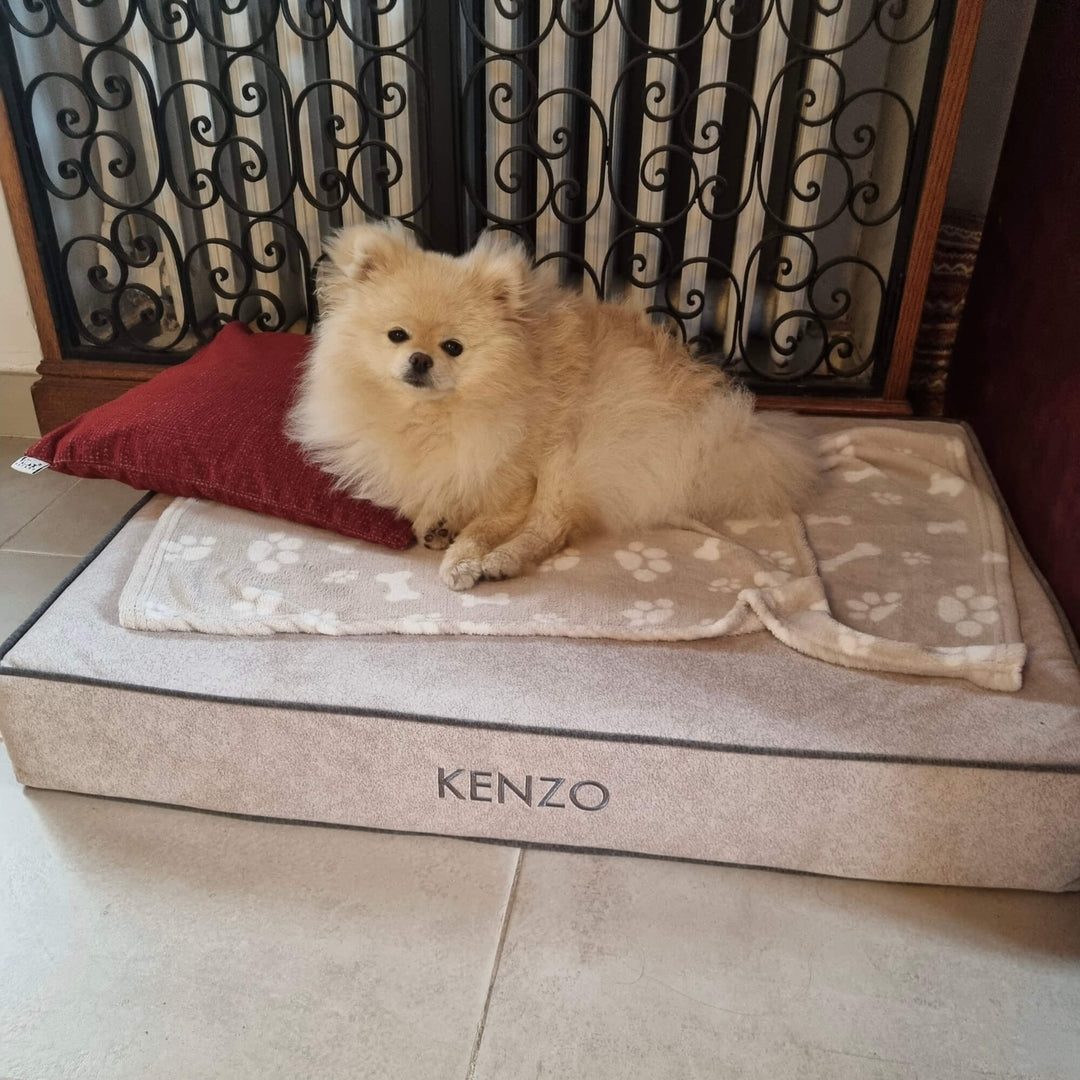 perro en cama viscoelástica para perros