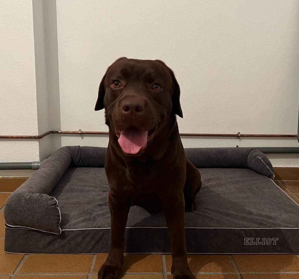 labrador en cama viscoelástica para perros con su nombre bordado de baluka mascotas