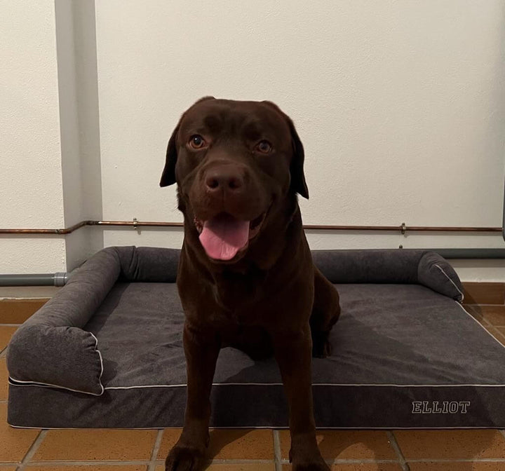 labrador en cama viscoelástica para perros con su nombre bordado de baluka mascotas