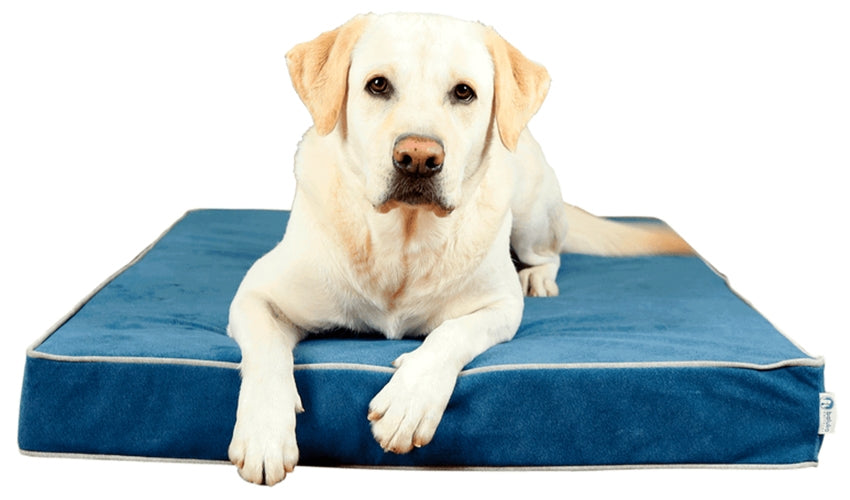 perro labrador en colchon viscoelastica color azul