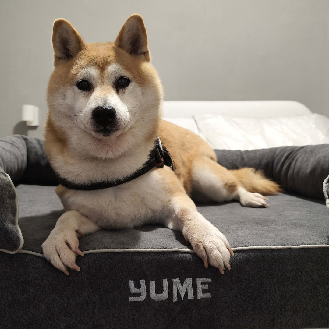 perro en cama viscoelástica para perros con su nombre bordado