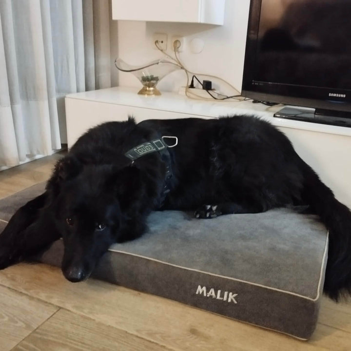perro grande en cama viscoelástica para perros con su nombre bordado de baluka mascotas