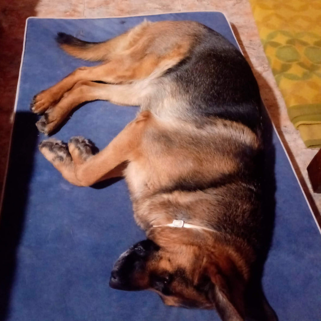 pastor alemán en cama viscoelástica para perros con su nombre bordado