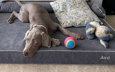 perro-cama-viscoelastica-gris-marengo