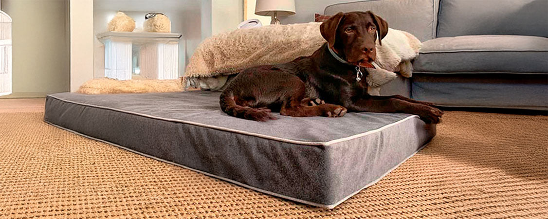 labrador en cama viscoelástica para perros con su nombre bordado de baluka mascotas