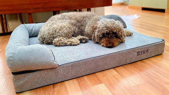 perro de aguas durmiendo en colchón ortopédico de viscoelástica