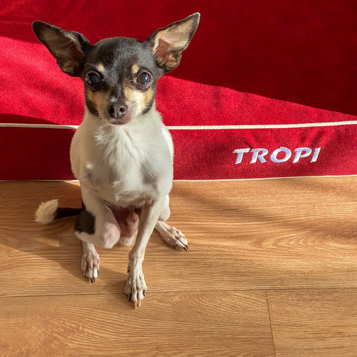 perro pequeño en cama viscoelástica para perros con su nombre bordado de baluka mascotas
