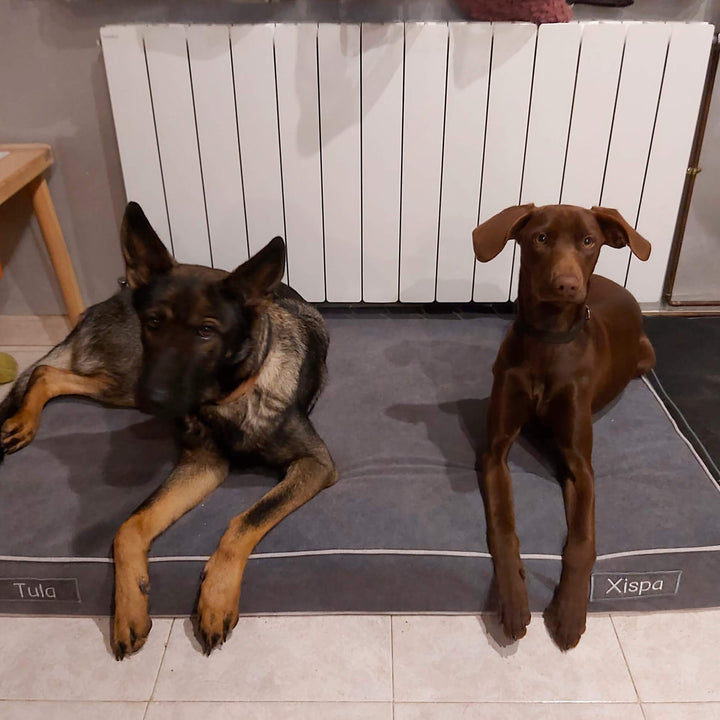 perros en cama viscoelástica para perros con su nombre bordado