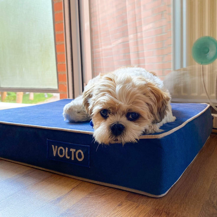 perro pequeño en cama viscoelástica para perros con su nombre bordado