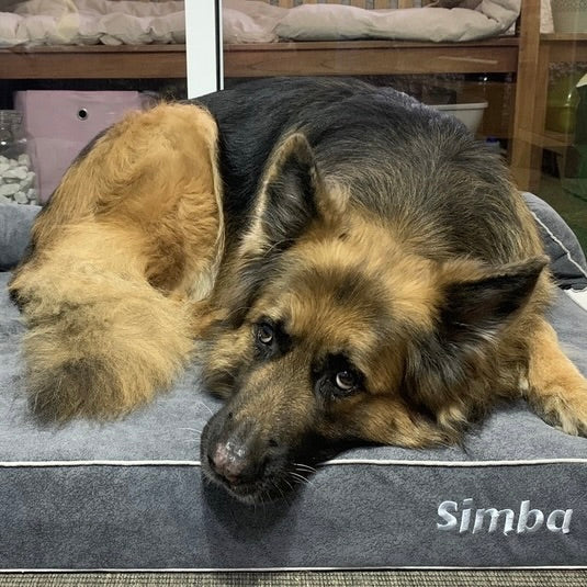 pastor alemán en cama viscoelástica para perros con su nombre bordado de baluka mascotas