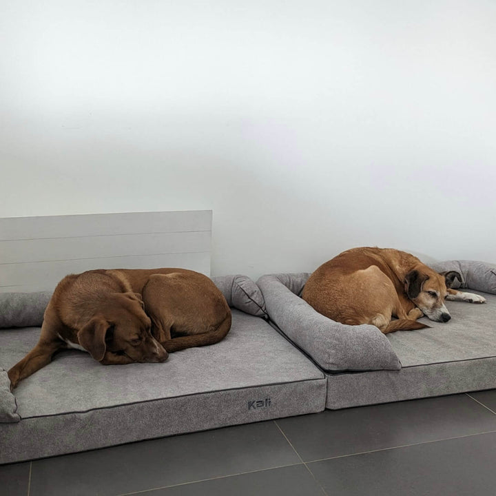 perros en cama viscoelástica para perros con su nombre bordado de baluka mascotas