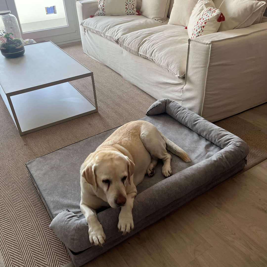 perro labrador grande en cama viscoelástica para perros
