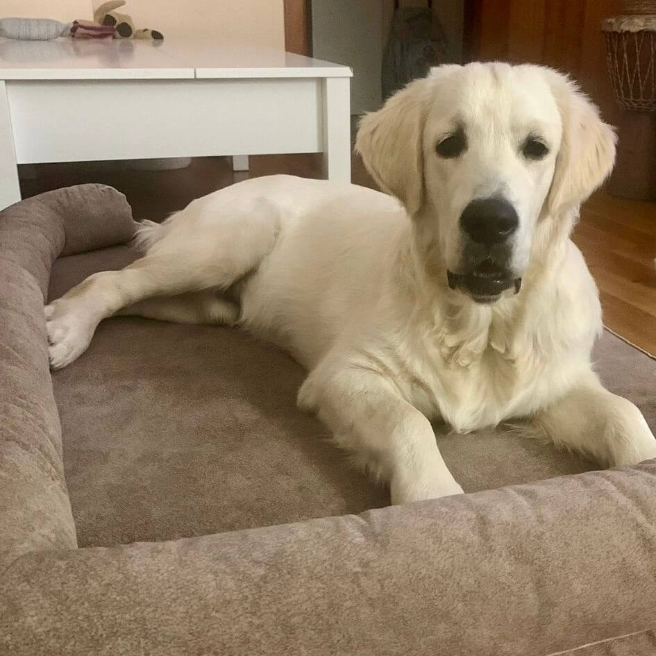 golden en cama viscoelástica para perros con su nombre bordado de baluka mascotas