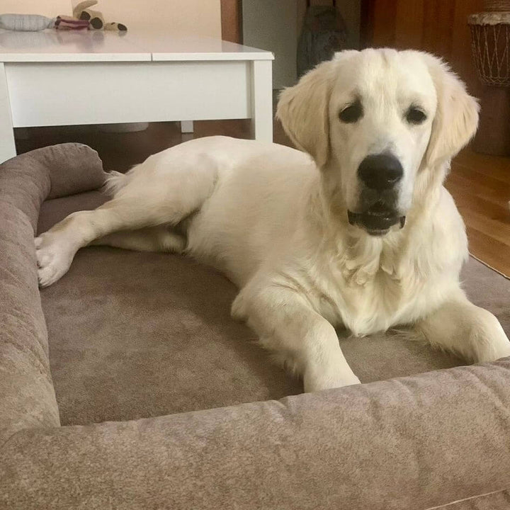 golden en cama viscoelástica para perros con su nombre bordado de baluka mascotas
