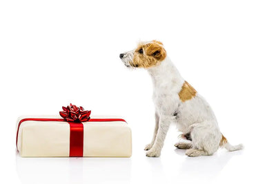 10 razones para regalar a tu perro un colchón de viscoelástica