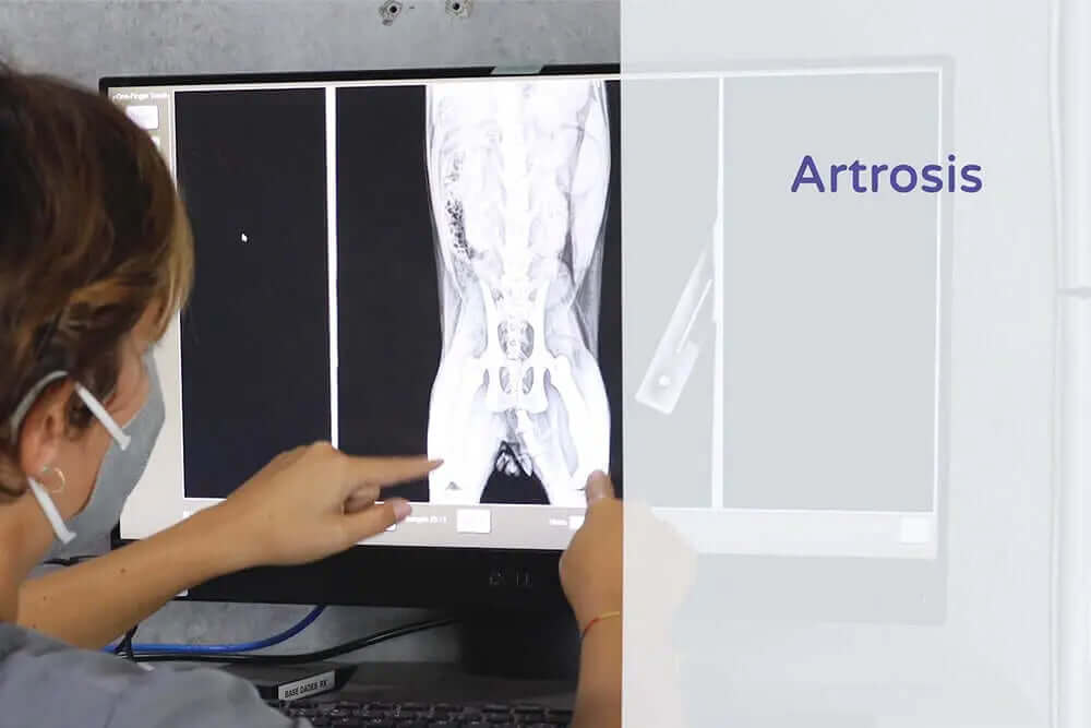 ¿Cuáles son los principales problemas óseos de los perros?