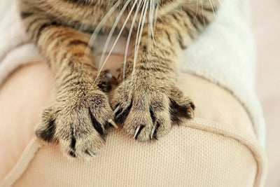 Comment empêcher votre chat de griffer vos meubles et votre canapé.