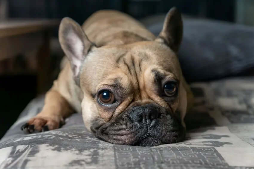 Evita así los gases en perros