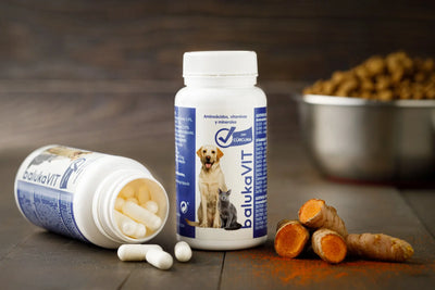 Qué beneficios tiene las vitaminas A, B y C en perros