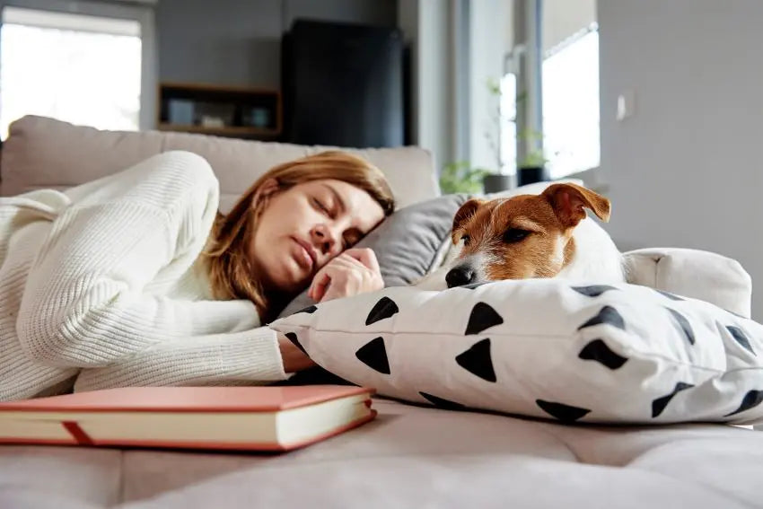 Cómo evitar que tu perro se suba y duerma en el sofá