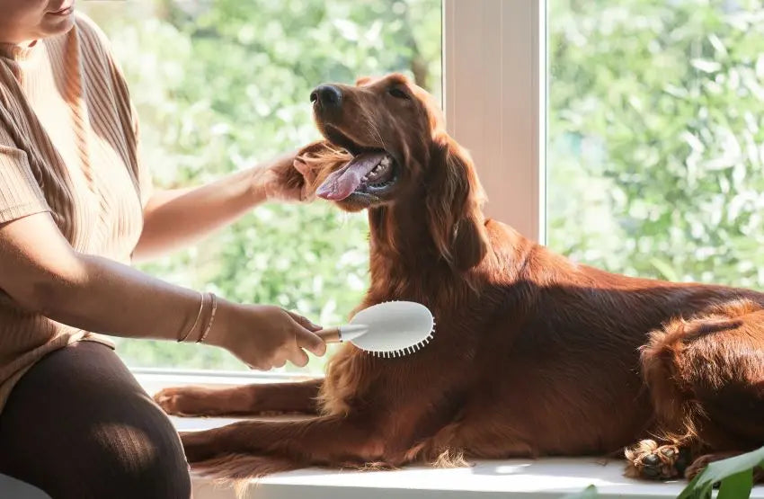 Cuándo mudan el pelo los perros