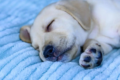 How many hours does a dog sleep?