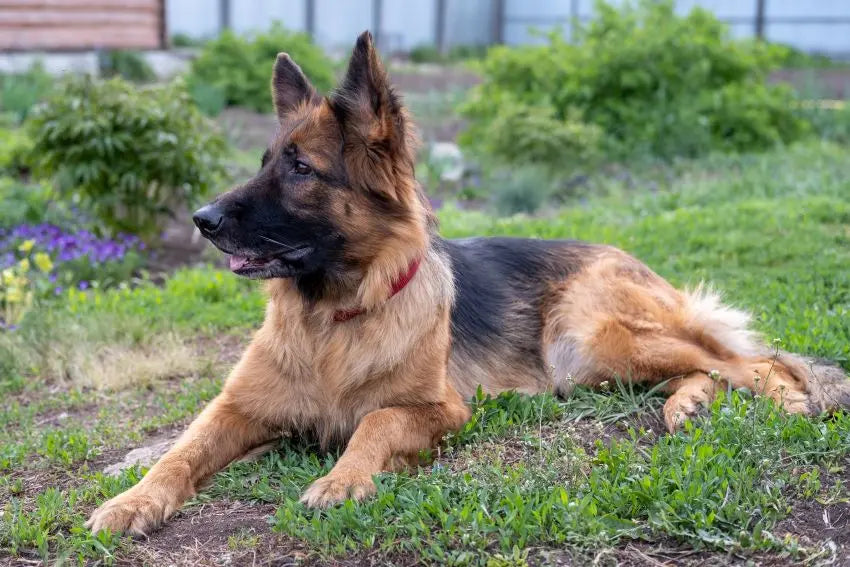 Displasia de cadera en el perro: síntomas y cuidados