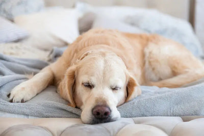Where should a large dog sleep at home