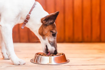 ¿Las especias son alimentos que pueden comer los perros?