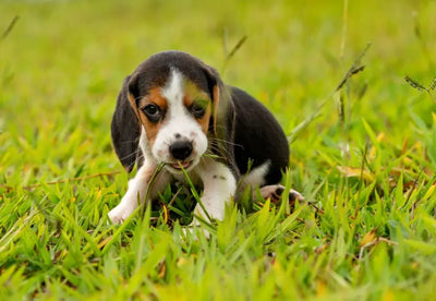 My dog ​​eats grass: is it healthy?