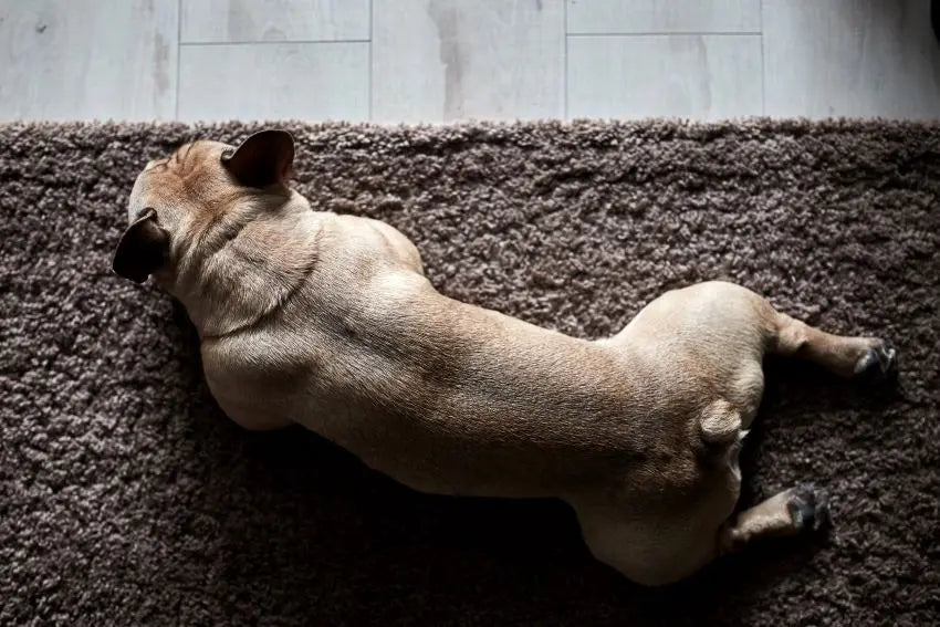 Mi perro siempre está cansado: qué le pasa