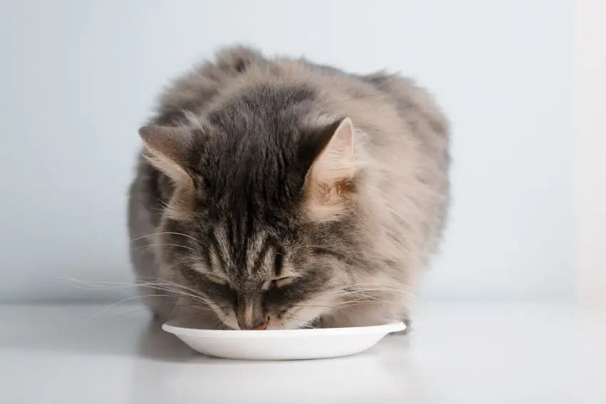 dieta BARF para gatos