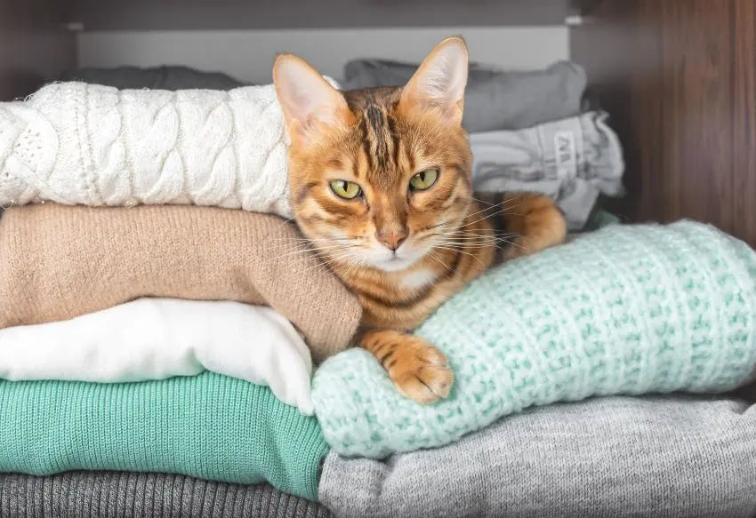 Trucos para eliminar el pelo de los gatos y perros de la casa, ropa, cama...