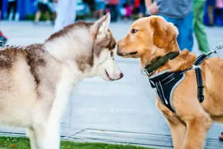 La importancia de la socialización temprana en perros